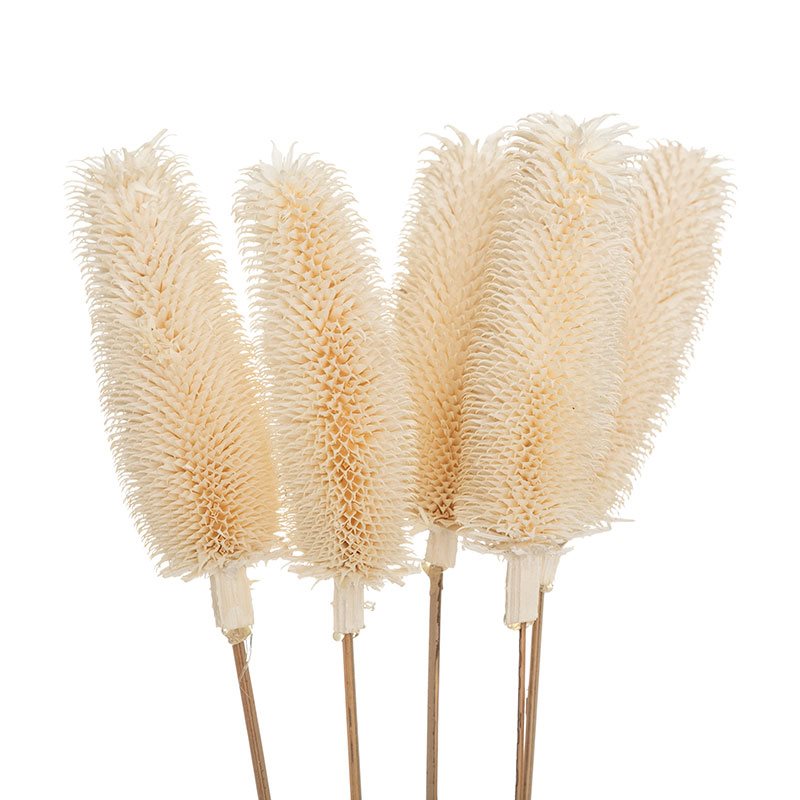 ramo-de-flores-secas-maizal-0048249