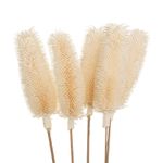 ramo-de-flores-secas-maizal-0048249