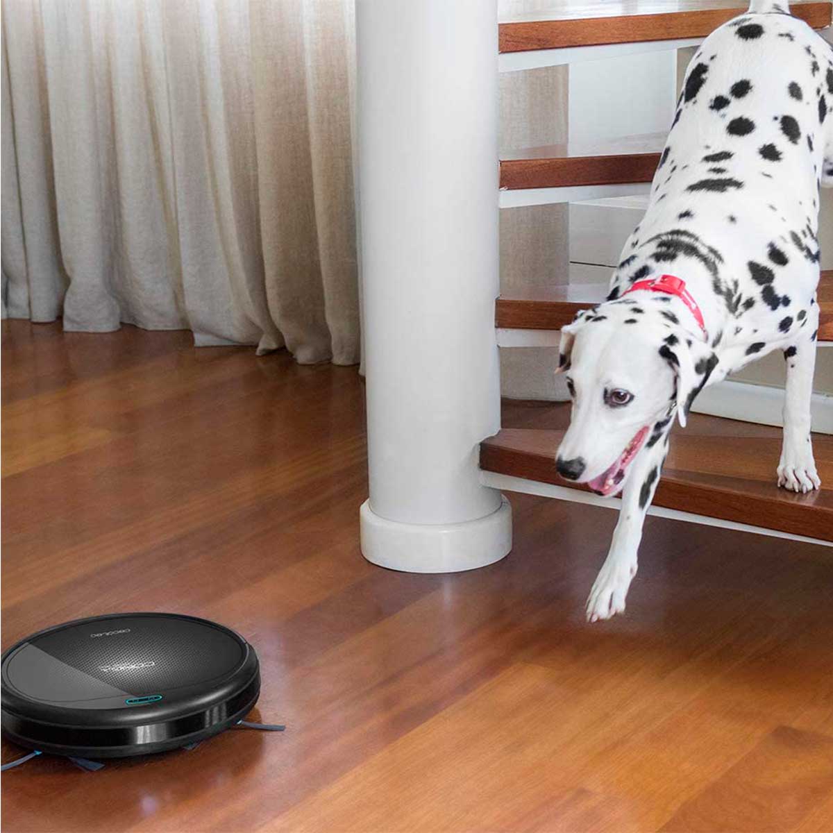 conga-animal-animales