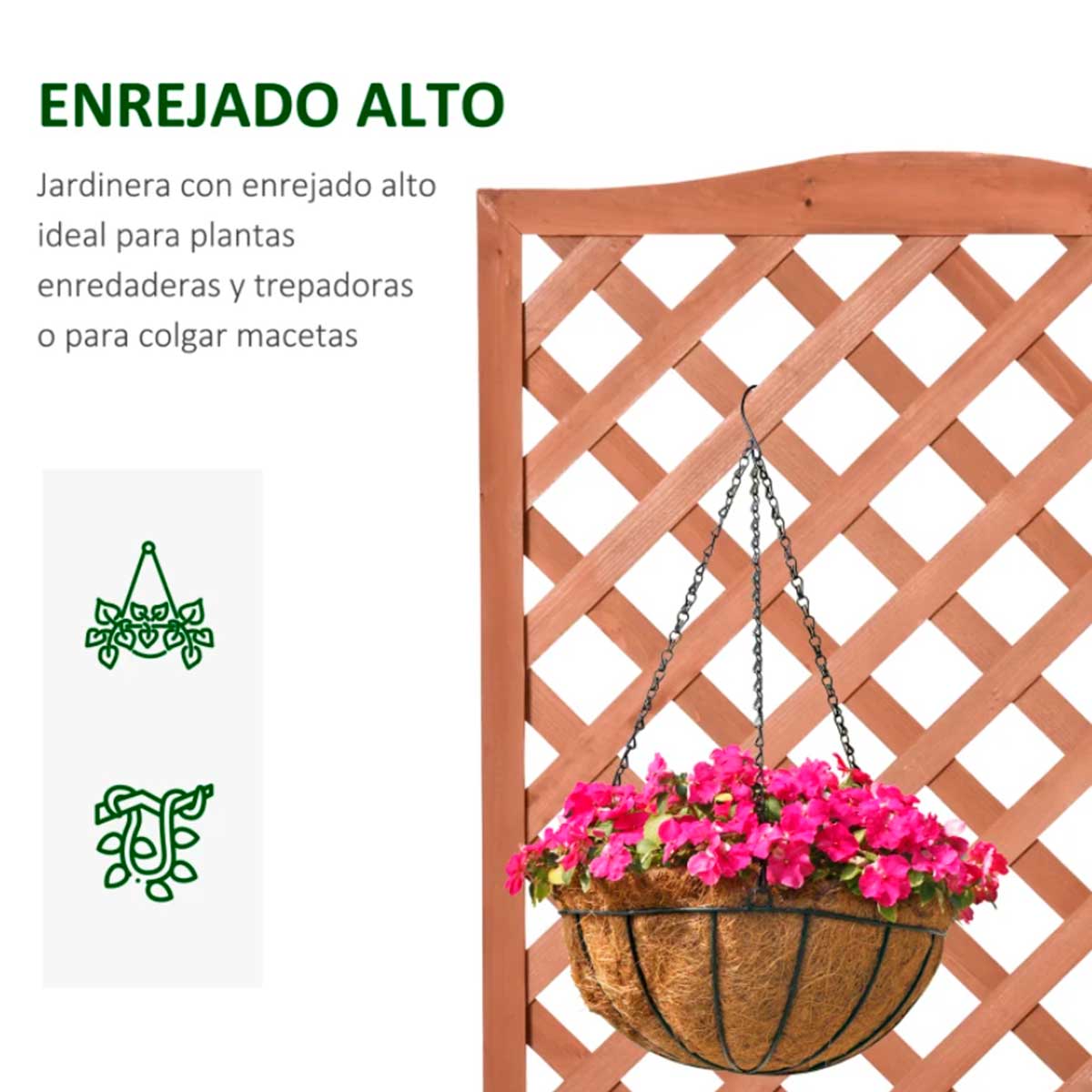 jardinera-celosia