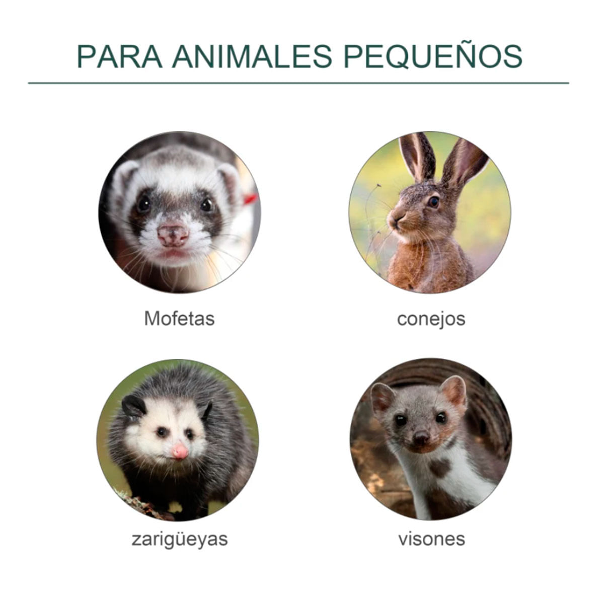 trampa-animales-animales-pequeños