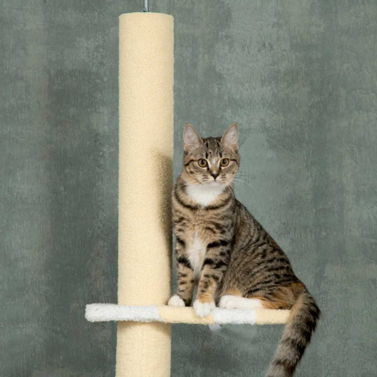 arbol-rascador-para-gatos-pawhut-detalle-gato