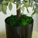 Pack de 2 arboles Overton Homcom imitación árbol de té verde 55 cm