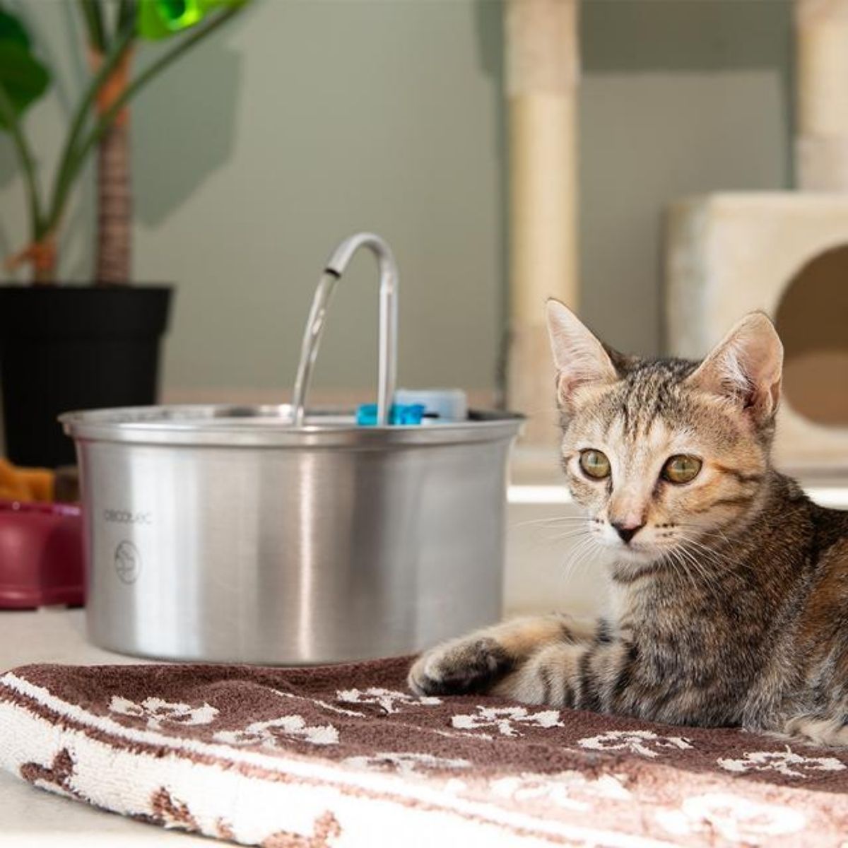 Fuente-de-agua-mascotas-Cecotec-Pumba-3200-Refresh-32L-acero-inox